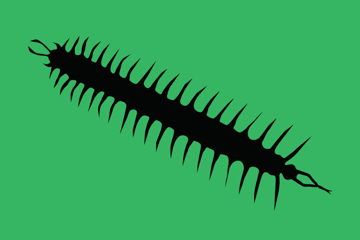 Centipedes_hagerstown-pest-control